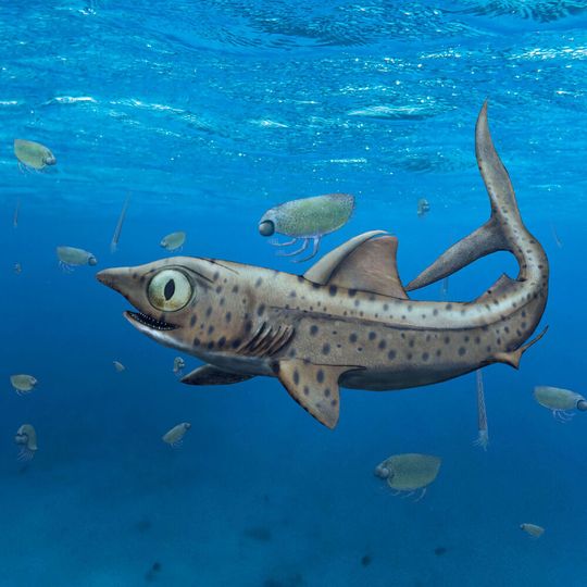 With mouths closed, the older, smaller teeth of the ancestors of today’s sharks stood upright on the jaw, while the younger and larger teeth pointed towards the tongue and were thus invisible when the mouth was closed. With mouths closed, the older, smaller teeth of the ancestors of today’s sharks stood upright on the jaw, while the younger and larger teeth pointed towards the tongue and were thus invisible when the mouth was closed.