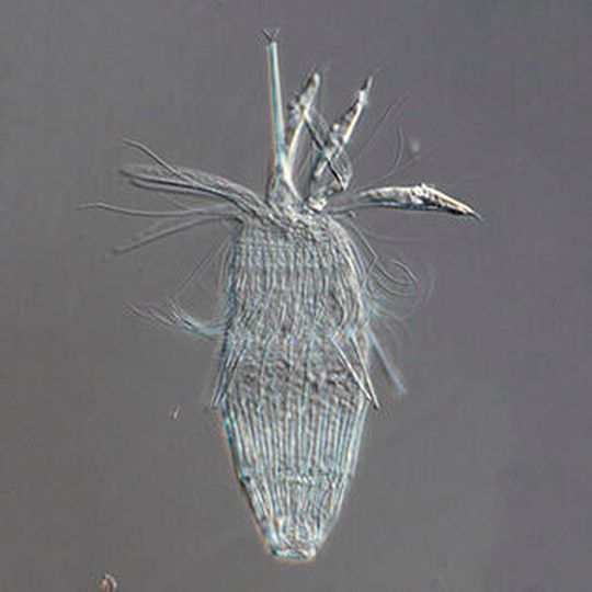 The Loricifera is a microscopic, sediment-dwelling marine invertebrate. The Loricifera is a microscopic, sediment-dwelling marine invertebrate.