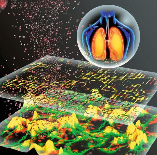 In-silico-Modellierung von Partikel-Zell-Interaktionen für die Vorhersage der Toxizität von Nanopartikeln für die Atemwege (grafische Darstellung). In-silico-Modellierung von Partikel-Zell-Interaktionen für die Vorhersage der Toxizität von Nanopartikeln für die Atemwege (grafische Darstellung).