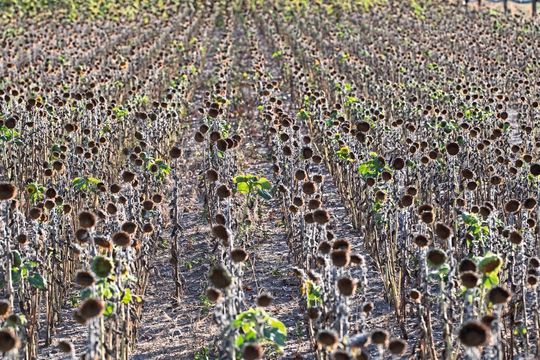 Vertrocknetes Sonnenblumenfeld Vertrocknetes Sonnenblumenfeld