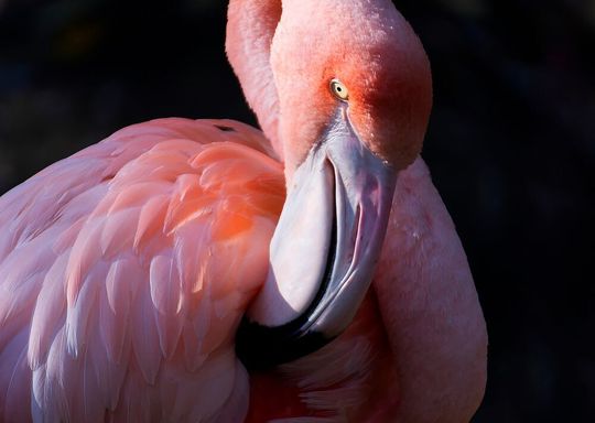 Die Schadstoff-Anreicherung in Feuchtgebieten gefährdet die Gesundheit von Flamingos Die Schadstoff-Anreicherung in Feuchtgebieten gefährdet die Gesundheit von Flamingos
