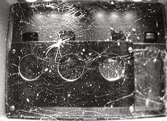 Ein Exemplar der Spinnenart Trichonephila clavipes an Bord der internationalen Raumstation ISS.