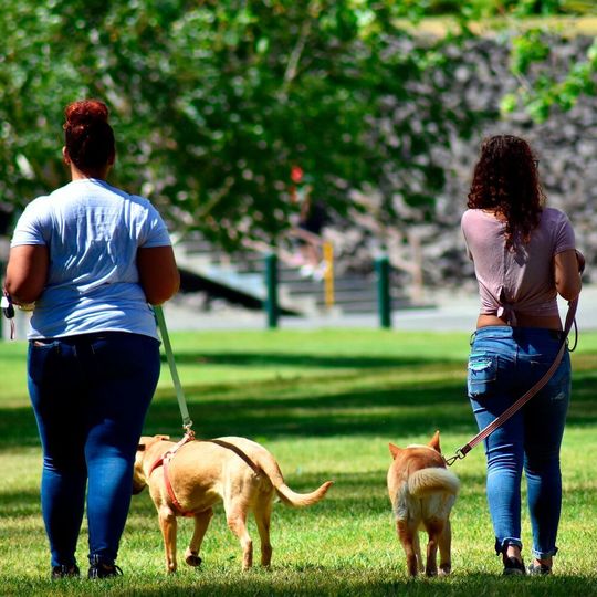 Dog owners and their pets might share an elevated risk of developing type 2 diabetes. Dog owners and their pets might share an elevated risk of developing type 2 diabetes.