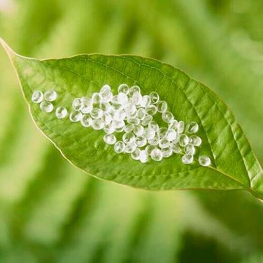 Zhejiang Depei New Material will be able to deliver high-quality lactide for the production of transparent, heat-resistant crystalline PLA for a broad range of industries. Zhejiang Depei New Material will be able to deliver high-quality lactide for the production of transparent, heat-resistant crystalline PLA for a broad range of industries.