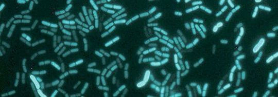 Bacillus subtilis hat nach neusten Erkenntnissen eine Art innere Uhr.