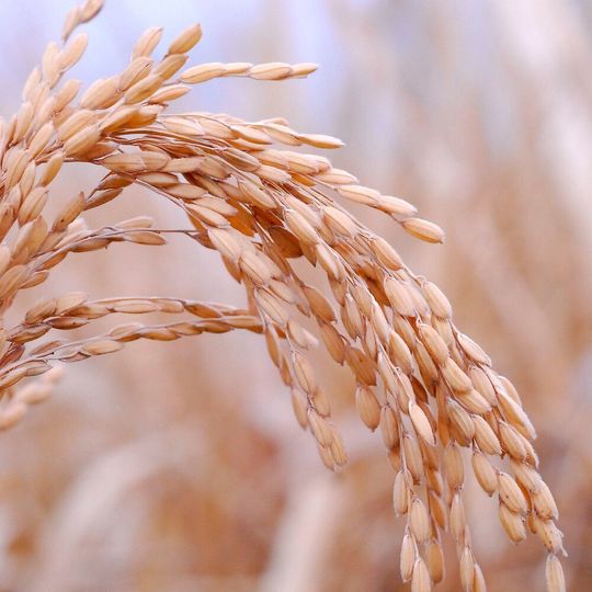 Rising global warming is problematic for the water-intensive cultivation of rice, the staple food for about half the world's population. Rising global warming is problematic for the water-intensive cultivation of rice, the staple food for about half the world's population.