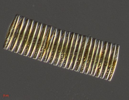 Anhand von Sedimentkernen aus dem Antarktischen Ozean erstellten Forscher detaillierte Aufzeichnungen über die chemische Zusammensetzung der organischen Materie, die in den Fossilien von Kieselalgen eingeschlossen wurden. Im Bild zusehen ist eine lebende Kieselalge. Anhand von Sedimentkernen aus dem Antarktischen Ozean erstellten Forscher detaillierte Aufzeichnungen über die chemische Zusammensetzung der organischen Materie, die in den Fossilien von Kieselalgen eingeschlossen wurden. Im Bild zusehen ist eine lebende Kieselalge.