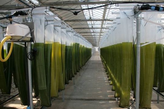 Polyethylenschläuche mit Meeresalgen in der Algen-Produktionsanlage. Am unteren Ende der Schläuche wird die Biomasse entnommen. Polyethylenschläuche mit Meeresalgen in der Algen-Produktionsanlage. Am unteren Ende der Schläuche wird die Biomasse entnommen.