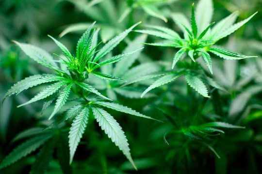Die neu gegründete Semdor Pharma Gruppe wird zu einem der führenden Pharmaunternehmen für Betäubungsmittel und medizinischen Cannabis in Europa. Die neu gegründete Semdor Pharma Gruppe wird zu einem der führenden Pharmaunternehmen für Betäubungsmittel und medizinischen Cannabis in Europa.