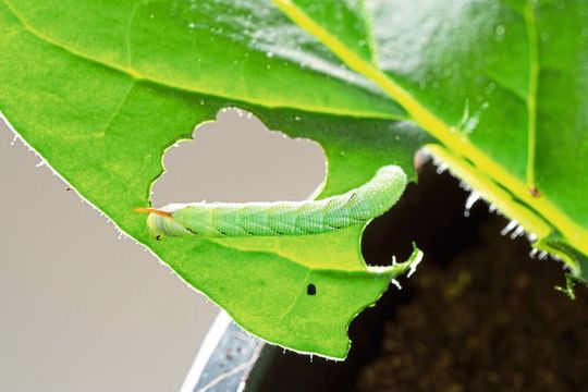 Raupe des Tabakschwärmers Manduca sexta auf einem Tabakblatt. Die genaue chemische Analyse ihres Kots (kleine schwarze Kugel) zeigte, wie die Giftstoffe in den Raupen aktiviert wurden und gab so Hinweise auf die Biosynthese der Gifte in der Pflanze. Raupe des Tabakschwärmers Manduca sexta auf einem Tabakblatt. Die genaue chemische Analyse ihres Kots (kleine schwarze Kugel) zeigte, wie die Giftstoffe in den Raupen aktiviert wurden und gab so Hinweise auf die Biosynthese der Gifte in der Pflanze.