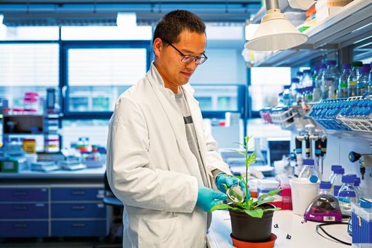 Jiancai Li sammelt den Kot einer Tabakschwärmerraupe von einer Tabakpflanze, um daran detaillierte Analysen durchzuführen.