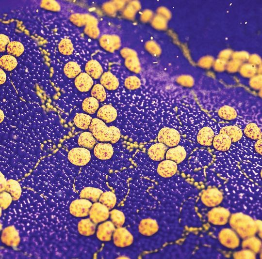 Mikroskopaufnahme von Staphylococcus-aureus-Bakterien Mikroskopaufnahme von Staphylococcus-aureus-Bakterien