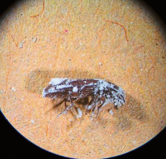 Getreidekapuziner Rhyzopertha dominica nach der Behandlung mit Kieselerde. Getreidekapuziner Rhyzopertha dominica nach der Behandlung mit Kieselerde.