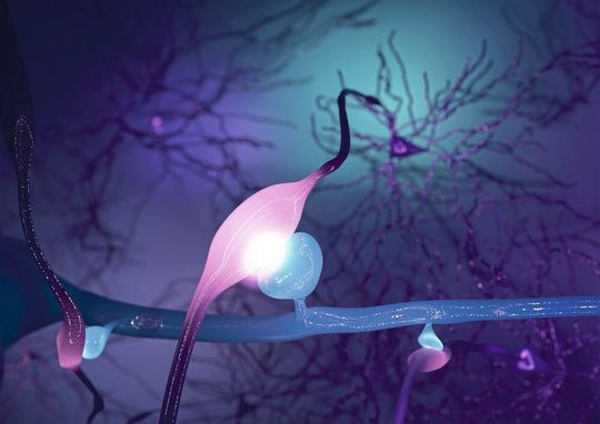 Die Synapsengröße bestimmt direkt die Stärke ihrer Signalübertragung – dargestellt als drei Nervenzellverbindungen unterschiedlicher Größe und Helligkeit. Die Synapsengröße bestimmt direkt die Stärke ihrer Signalübertragung – dargestellt als drei Nervenzellverbindungen unterschiedlicher Größe und Helligkeit.