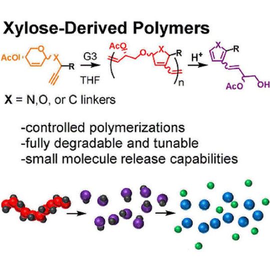 Die Forscher bauten in die Xylose-Monomere eine besondere molekulare Gruppe zur chemischen Verknüpfung ein und unterzogen dann die Monomere einer Kaskadenpolymerisation. Die Forscher bauten in die Xylose-Monomere eine besondere molekulare Gruppe zur chemischen Verknüpfung ein und unterzogen dann die Monomere einer Kaskadenpolymerisation.