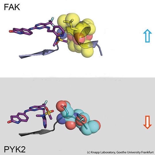 Oben: Lange Bindungsdauer. Ein Inhibitor (links: Stäbchenmodell) bindet an das Signalprotein FAK (rechts: ein Teil des FAK-Proteins dargestellt als Kalottenmodell mit Halbkugeln). Die strukturellen Veränderungen in FAK verursachen wasserabweisende Kontakte (gelb, so genanntes DFG-Motiv) und eine lang anhaltende Bindung. Unten: Kurze Bindungsdauer. Das PYK2-Signalprotein ändert seine Struktur nicht, was zu einer schnellen Dissoziation des Inhibitors führt. Oben: Lange Bindungsdauer. Ein Inhibitor (links: Stäbchenmodell) bindet an das Signalprotein FAK (rechts: ein Teil des FAK-Proteins dargestellt als Kalottenmodell mit Halbkugeln). Die strukturellen Veränderungen in FAK verursachen wasserabweisende Kontakte (gelb, so genanntes DFG-Motiv) und eine lang anhaltende Bindung. Unten: Kurze Bindungsdauer. Das PYK2-Signalprotein ändert seine Struktur nicht, was zu einer schnellen Dissoziation des Inhibitors führt.