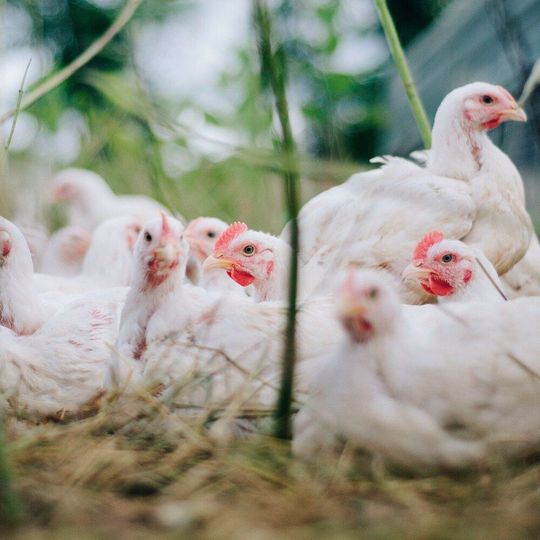 Thermo Fisher Scientific’s test is the first validated multiplex PCR workflow for the most common – and dangerous – Salmonella serotypes. Thermo Fisher Scientific’s test is the first validated multiplex PCR workflow for the most common – and dangerous – Salmonella serotypes.