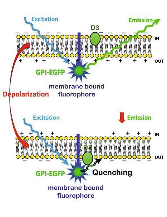 Dimmbare „Nano-Lampe“: Der Farbstoff GPI-EGFP emittiert bei Bestrahlung Licht. Gelangt der Dark Quencher D3 auf die Außenseite der Membran, schirmt er die Nano-Lampe ab – es wird dunkler.