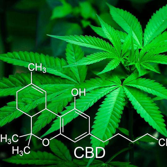 Cannabis sativa as one of the oldest and most versatile cultivated plants has been used by humans for over 5000 years. Cannabis sativa as one of the oldest and most versatile cultivated plants has been used by humans for over 5000 years.
