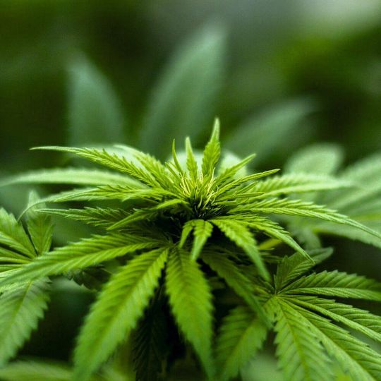 Recognizing seed and seedling features of hemp, as well as damages or pathogen infestations can be done using our machine learning algorithms. Recognizing seed and seedling features of hemp, as well as damages or pathogen infestations can be done using our machine learning algorithms.