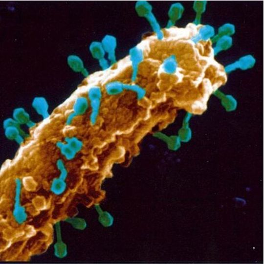A new study from the Center for Phage Technology shows how bacteriophage lysis genes could be key to developing new antibiotics. A new study from the Center for Phage Technology shows how bacteriophage lysis genes could be key to developing new antibiotics.