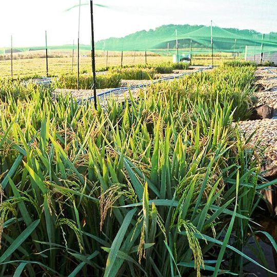 Rice Investigation, Communication and Education (Rice) Facility at the University of Delaware where the Seyfferth Lab conducts rice experiments in outdoor rice paddies. Rice Investigation, Communication and Education (Rice) Facility at the University of Delaware where the Seyfferth Lab conducts rice experiments in outdoor rice paddies.