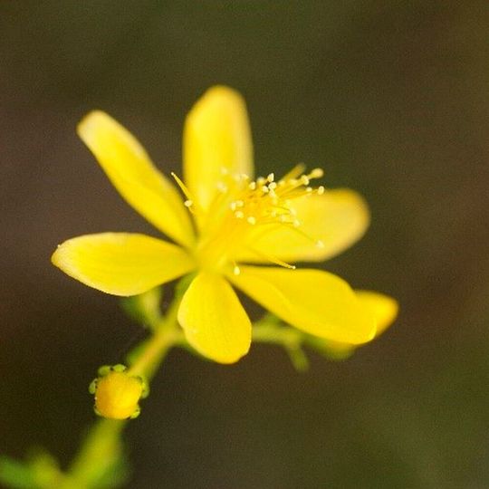 Die Blüten des Johanniskrauts (Hypericum perforatum) haben nicht nur heilende, sondern auch katalytische Wirkung. Die Blüten des Johanniskrauts (Hypericum perforatum) haben nicht nur heilende, sondern auch katalytische Wirkung.