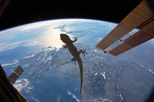 Geckos im All? Das bleibt eine Fotomontage. Aber die Haftkraft der Geckofüße könnte beim Einsammeln von Weltraumschrott helfen. Geckos im All? Das bleibt eine Fotomontage. Aber die Haftkraft der Geckofüße könnte beim Einsammeln von Weltraumschrott helfen.