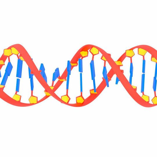 Specially engineered guide RNA molecules called “proGuides” may allow scientists to program sequential gene edits over time. Specially engineered guide RNA molecules called “proGuides” may allow scientists to program sequential gene edits over time.