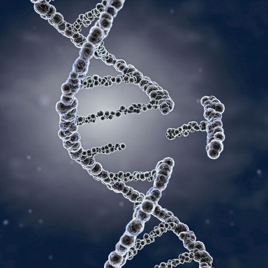 Eine Forschergruppe der TU Dresden hat das Prinzip, aus der DNA gezielt Gene abzuschalten, verfeinert. Eine Forschergruppe der TU Dresden hat das Prinzip, aus der DNA gezielt Gene abzuschalten, verfeinert.