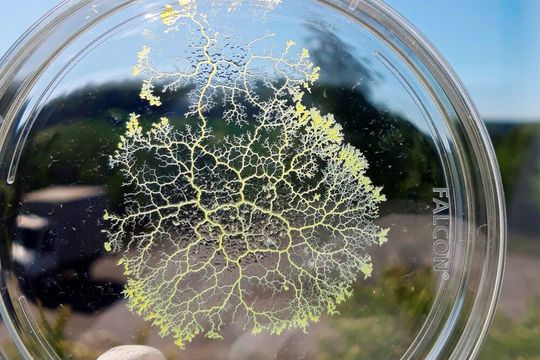 Der Schleimpilz Physarum polycephalum besteht aus einer einzigen biologischen Zelle. Wegen seiner Fähigkeiten, sein röhrenförmiges Netzwerk an eine sich ändernde Umgebung anzupassen, wird er als „intelligent“ bezeichnet. Der Schleimpilz Physarum polycephalum besteht aus einer einzigen biologischen Zelle. Wegen seiner Fähigkeiten, sein röhrenförmiges Netzwerk an eine sich ändernde Umgebung anzupassen, wird er als „intelligent“ bezeichnet.
