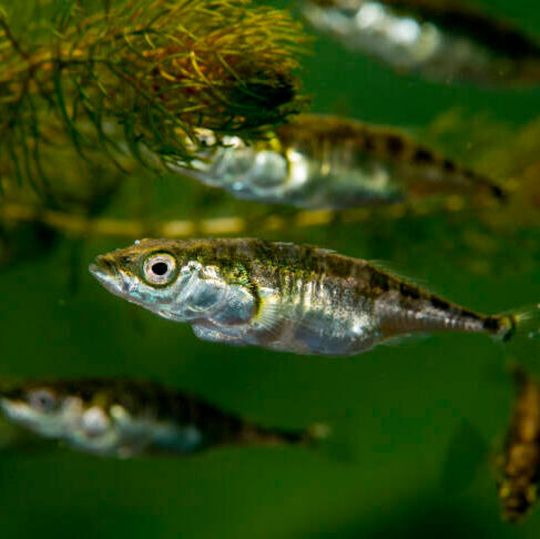The way a fish swims reveals a lot about its personality, say scientists. The way a fish swims reveals a lot about its personality, say scientists.