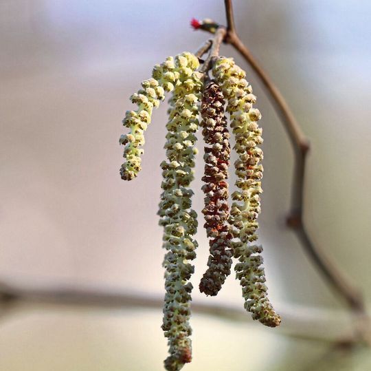 Fliegen viele Pollen in der Außenluft, kommt es zu erhöhten Infektionsraten mit SARS-CoV-2. Dies hat ein internationales Team unter der Leitung von Forschenden der Technischen Universität München (TUM) und des Helmholtz Zentrums München mit einer breit angelegten Studie gezeigt. (Symbolbild) Fliegen viele Pollen in der Außenluft, kommt es zu erhöhten Infektionsraten mit SARS-CoV-2. Dies hat ein internationales Team unter der Leitung von Forschenden der Technischen Universität München (TUM) und des Helmholtz Zentrums München mit einer breit angelegten Studie gezeigt. (Symbolbild)