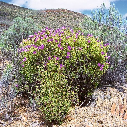 Mittagsblumengewächs der Art Drosanthemum wittebergensis am Swartbergpass in Südafrika. Mittagsblumengewächs der Art Drosanthemum wittebergensis am Swartbergpass in Südafrika.