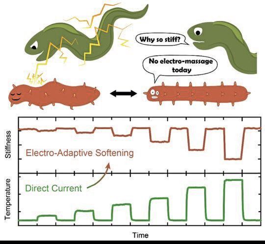 Die Steifheit des Zellulose-Nanopapiers ändert sich mit der Stromzufuhr
