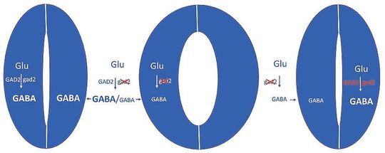 Bei Trockenheit wird das Signalmolekül GABA gebildet und hemmt die Öffnung der Blattporen (l.). Wird das Enzym GAD2, das Glutamat zu GABA umwandelt, genetisch ausgeschaltet, bleiben die Poren auch bei Trockenheit offen – die Pflanzen verlieren mehr Wasser (Mitte). Schleust man das Gen für GAD2 wieder in die Schließzellen ein, wird der Defekt aufgehoben. Das Experiment zeigt, dass die Schließzellen autonom Stress wahrnehmen und mit GABA-Produktion darauf reagieren.