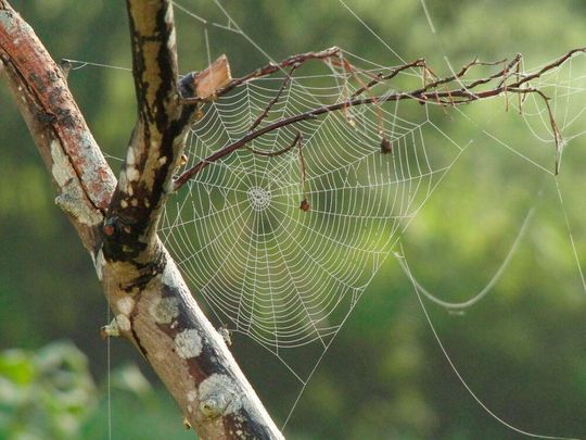 Backlinks im Internet gleichen einem Spinnennetz. Backlinks im Internet gleichen einem Spinnennetz.