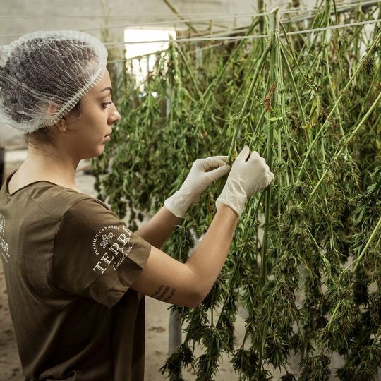 As adult-use cannabis is not yet legalised anywhere in Europe, the market for legal cannabis products in Europe remains entirely medical. As adult-use cannabis is not yet legalised anywhere in Europe, the market for legal cannabis products in Europe remains entirely medical.