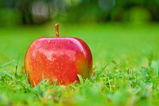 Royal-Gala-Äpfel haben ein immergleiches „Kern“-Mikrobiom. Dies zeigt eine neue Studie, die Äpfel von verschiedenen Standorten auf der Welt verglich. Royal-Gala-Äpfel haben ein immergleiches „Kern“-Mikrobiom. Dies zeigt eine neue Studie, die Äpfel von verschiedenen Standorten auf der Welt verglich.