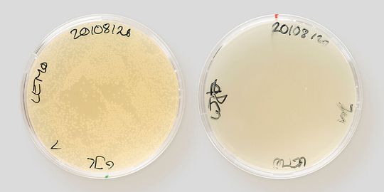 Zwei Petrischalen mit Bakterienkulturen. Darobactin hat alle Bakterien der rechten Schale vernichtet, in der Kontrolle links sind sie noch deutlich sichtbar als helle Kolonien. Zwei Petrischalen mit Bakterienkulturen. Darobactin hat alle Bakterien der rechten Schale vernichtet, in der Kontrolle links sind sie noch deutlich sichtbar als helle Kolonien.