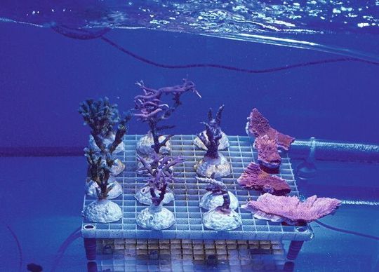 In der Meerwasseranlage des ZMT wurden vier verschiedene Korallenarten Mikroplastik ausgesetzt. In der Meerwasseranlage des ZMT wurden vier verschiedene Korallenarten Mikroplastik ausgesetzt.