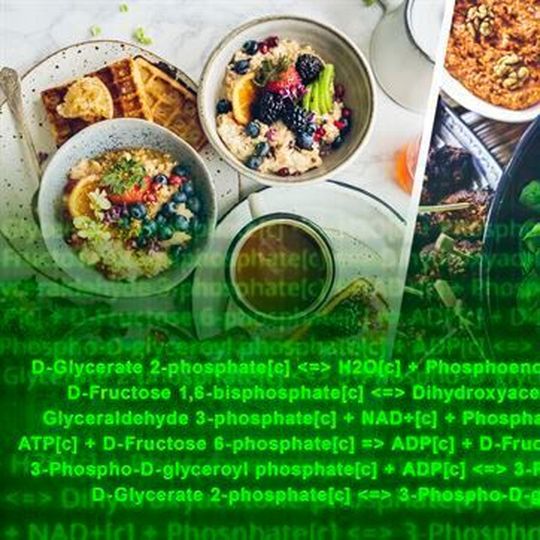 A new mathematical model for the interaction of bacteria in the gut could help design new probiotics and specially tailored diets to prevent diseases. A new mathematical model for the interaction of bacteria in the gut could help design new probiotics and specially tailored diets to prevent diseases.