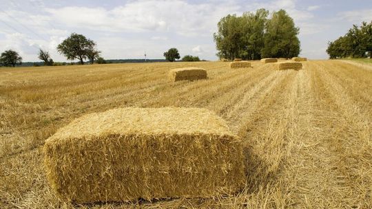 Stroh und weitere Reststoffe aus der Landwirtschaft könnten künftig direkt auf dem Bauernhof in Materialien und Energieträger umgewandelt werden. Stroh und weitere Reststoffe aus der Landwirtschaft könnten künftig direkt auf dem Bauernhof in Materialien und Energieträger umgewandelt werden.