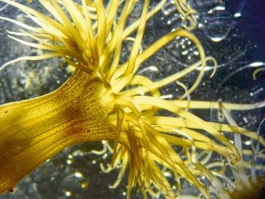 Symbiotische Seeanemone der Art Exaiptasia diaphana. Anhand dieses Modellsystems konnten Zellbiologen der Universität Heidelberg nachweisen, dass intrazelluläre Symbiosen zwischen Korallen und Mikroalgen aus der Gruppe der Dinoflagellaten von der Fähigkeit der Algen abhängen, das Immunsystem ihrer Wirtszelle gezielt zu unterdrücken. Symbiotische Seeanemone der Art Exaiptasia diaphana. Anhand dieses Modellsystems konnten Zellbiologen der Universität Heidelberg nachweisen, dass intrazelluläre Symbiosen zwischen Korallen und Mikroalgen aus der Gruppe der Dinoflagellaten von der Fähigkeit der Algen abhängen, das Immunsystem ihrer Wirtszelle gezielt zu unterdrücken.