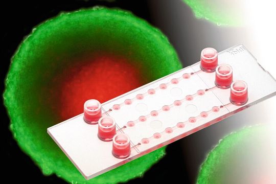 Die Durchflusskammer µ-Slide Spheroid Perfusion von Ibidi Die Durchflusskammer µ-Slide Spheroid Perfusion von Ibidi
