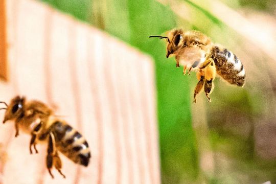 Bienen haben erstaunliche Arten der Kommunkation entwickelt. Bienen haben erstaunliche Arten der Kommunkation entwickelt.