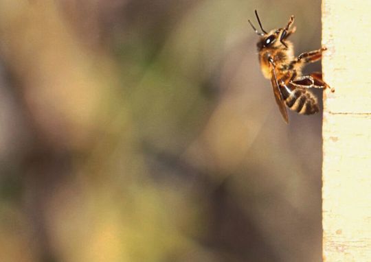 Alarmierte Honigbiene (Apis mellifera) Alarmierte Honigbiene (Apis mellifera)
