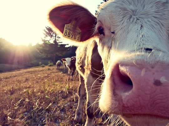 Ein Gift, das unter anderem in Samen und Keimlingen von Ahornbäumen vorkommt, haben Forschende nun auch in Kuhmiclh nachgewiesen. Beim Menschen kann es schwere Erkrankungen auslösen. (Symbobild) Ein Gift, das unter anderem in Samen und Keimlingen von Ahornbäumen vorkommt, haben Forschende nun auch in Kuhmiclh nachgewiesen. Beim Menschen kann es schwere Erkrankungen auslösen. (Symbobild)