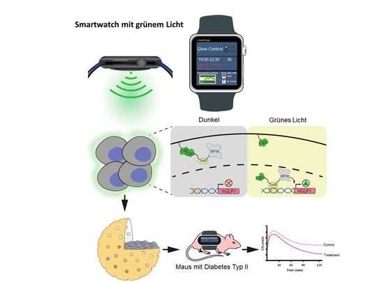 So funktioniert das grünlichtregulierte Gen-​Netzwerk.