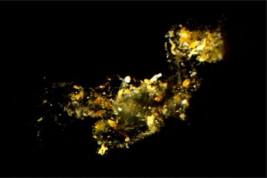 Small marine “snowflakes” are very important for the nutrient balance of the oceans. The particle shown here is highly magnified – in reality small particles are only about the width of a human hair and thus barely visible. Small marine “snowflakes” are very important for the nutrient balance of the oceans. The particle shown here is highly magnified – in reality small particles are only about the width of a human hair and thus barely visible.